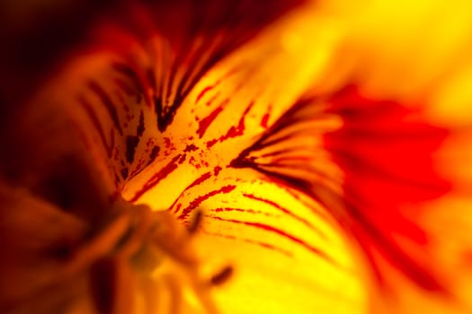 A super macro image showing abstract detail of petals on a flower
