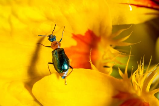 The cereal leaf beetle (Oulema melanopus or Lema melanopa) is a coleopter, belonging to the family of Chrysomelidae, and an agricultural pest.