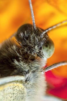 The Large White, Pieris brassicae, also called Cabbage Butterfly, Cabbage White, or in India the Large Cabbage White, White cabbage butterfly is a butterfly in the family Pieridae.