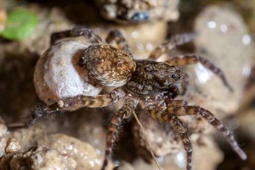 A female wolf spider carries her egg sac through the undergrowth