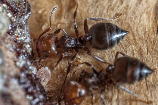 Crematogaster scutellaris have reddish head and black thorax and abdomen. They raise menacingly their pointed abdomen when they are feeling attacked, emitting a small drop of pheromones from the rear end. The smell of the pheromone causes a general mobilization in the nest and any intruder is soon surrounded by a mass of aggressive ants.