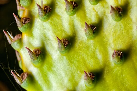 Prickly Pear Glochids or spines, which protect the Opuntia paddle leaves.