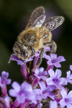 The Maltese honey bee, Apis mellifera ruttneri, is a sub-species of the Western honey bee. 