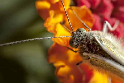 The Large White, Pieris brassicae, also called Cabbage Butterfly, Cabbage White, or in India the Large Cabbage White, White cabbage butterfly is a butterfly in the family Pieridae.