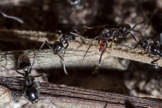 The black garden ant (Lasius niger) is a formicine ant, the type species of the subgenus Lasius, found all over Europe