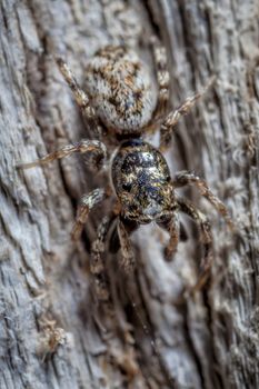 The jumping spider family (Salticidae) contains more than 500 described genera and about 5,000 described species, making it the largest family of spiders with about 13% of all species.  Jumping spiders have some of the best vision among invertebrates and use it in courtship, hunting, and navigation.