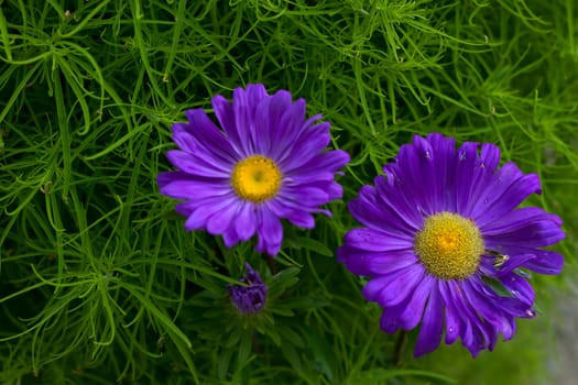 landscape of summer field from blue cornflower