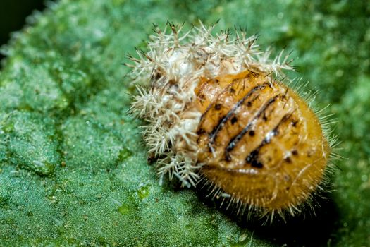 A Silkworm Moth Caterpillar sheds its skin, while resting on the leaf of a Squirting Cucumber plant.