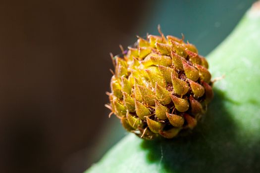 A Prickly Pear bud grows out of a mature leaf on the Opuntia plant. Here shown at 3 times actual size.