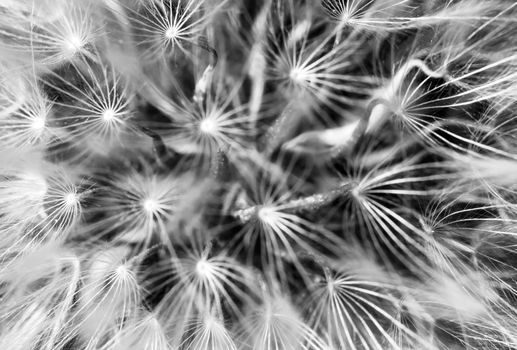 A super macro image showing detail of Dandelion flower head