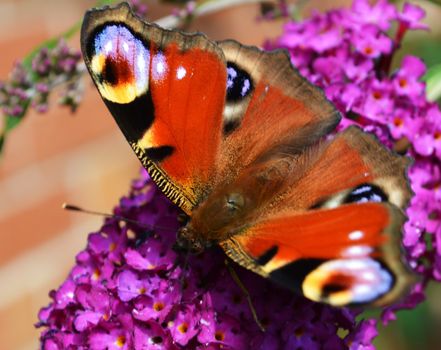 Close-up image of a Peacock Butterfly visiting a Buddleia flower.