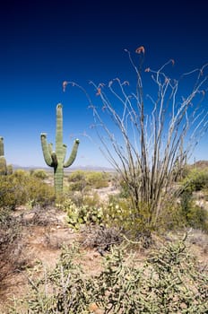 Saguaro and Ocotillo on desert landscape