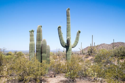 Saguaro cactus with flowers