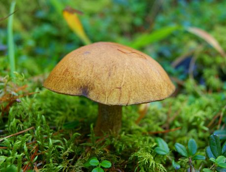 Edible mushroom Slippery Jack in wood on moss