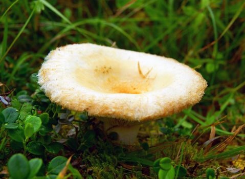 lactarius mushroom close up shoot on moss