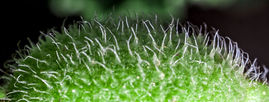 The squirting cucumber or exploding cucumber, is a plant in the cucumber family. It gets it's unusual name from the fact that, when ripe, it squirts a stream of mucilaginous liquid containing its seeds, which can be seen with the naked eye. 