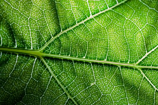 A super macro image showing detail on a plant leaf