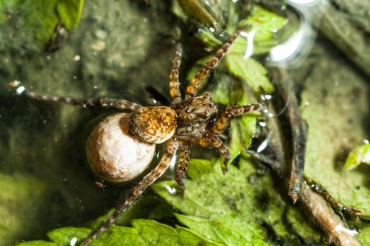 A female wolf spider carries her egg sac through the undergrowth