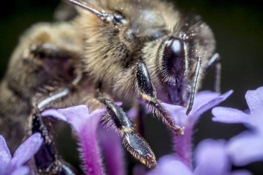 The Maltese honey bee, Apis mellifera ruttneri, is a sub-species of the Western honey bee. It originates from Malta where it is native. Here we can see the antenna joint at 5 times lifesize.