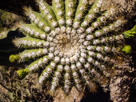 Blooming cacti details