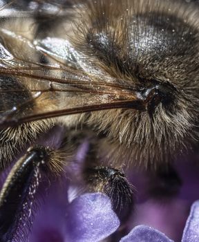 The Maltese honey bee, Apis mellifera ruttneri, is a sub-species of the Western honey bee. It originates from Malta where it is native. Here we can see the wing muscle joint at 4X magnification.