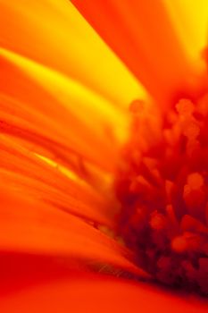 Extreme macro abstract showing the inside of a flower