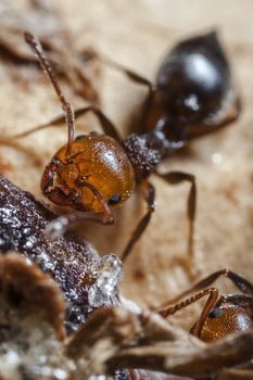 Crematogaster scutellaris have reddish head and black thorax and abdomen. They raise menacingly their pointed abdomen when they are feeling attacked, emitting a small drop of pheromones from the rear end. The smell of the pheromone causes a general mobilization in the nest and any intruder is soon surrounded by a mass of aggressive ants.