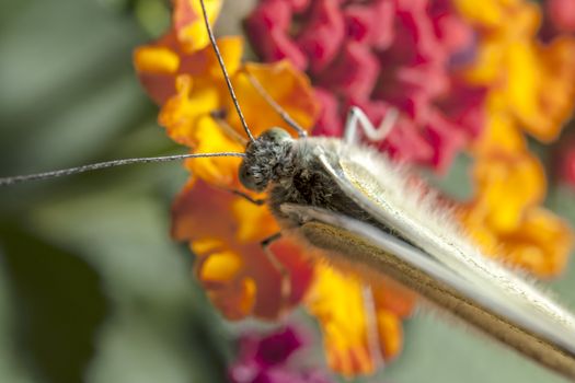 The Large White, Pieris brassicae, also called Cabbage Butterfly, Cabbage White, or in India the Large Cabbage White, White cabbage butterfly is a butterfly in the family Pieridae.