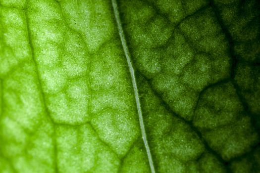 Extreme macro image showing detail of a plant leaf
