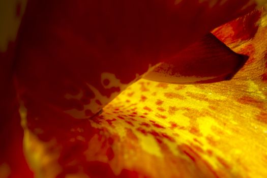 Extreme macro abstract of a flower, ideal for wallpapers and backdrops.