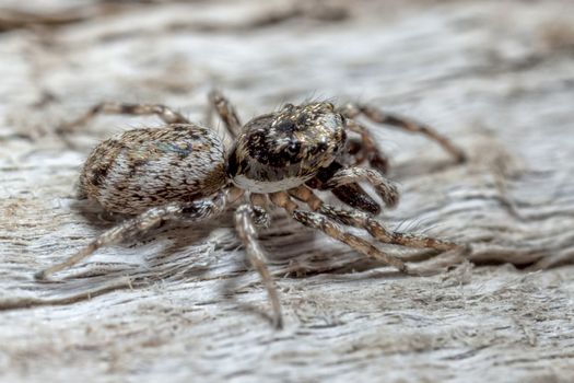 The jumping spider family (Salticidae) contains more than 500 described genera and about 5,000 described species, making it the largest family of spiders with about 13% of all species.  Jumping spiders have some of the best vision among invertebrates and use it in courtship, hunting, and navigation.