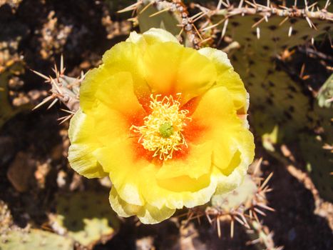 Single yellow flower on cactus plant







Yellow flower on desert cactus