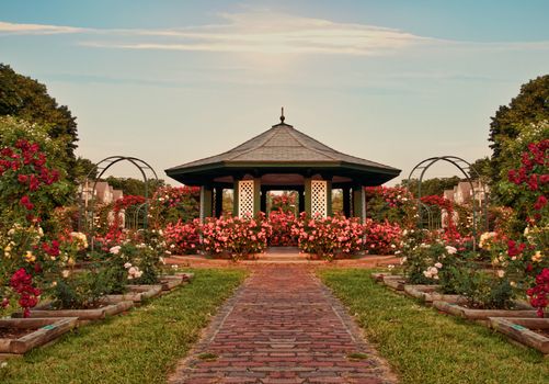 beautiful formal rose garden late in the day