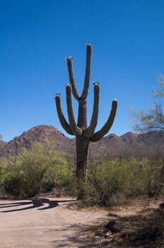 Large many armed saguaro cactus