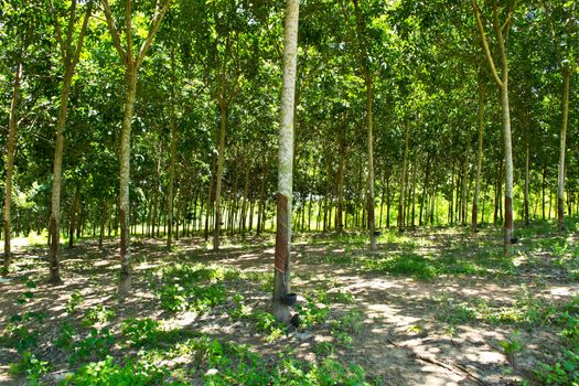 Rows of rubber trees being tapped in a plantation