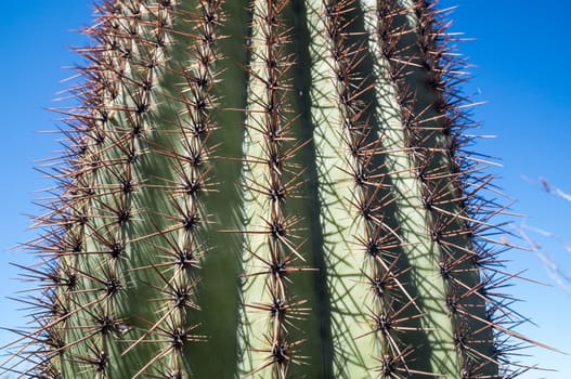 Saguaro details