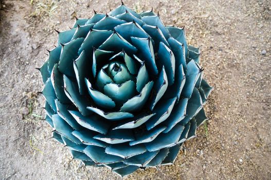Circular pattern of green cactus