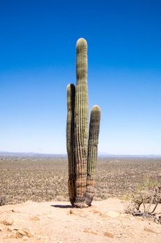 Large saguaro in Saguaro National Park, Arizona