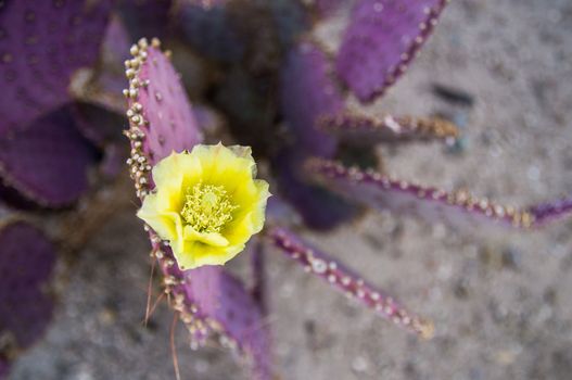 Yellow flower on purple desert cactus
