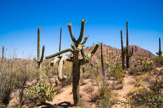 Twisted saguaro with many arms