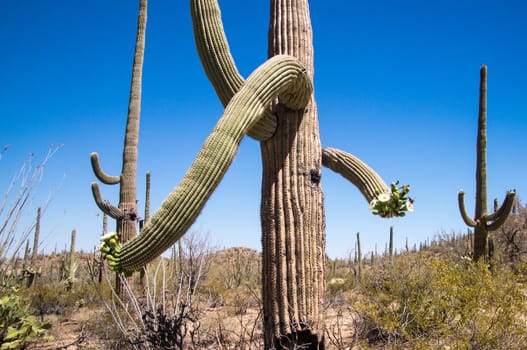 Saguaro with flowers in desert