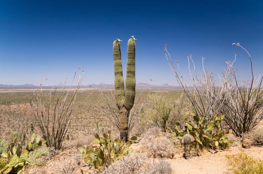 Sonoran Desert Vista