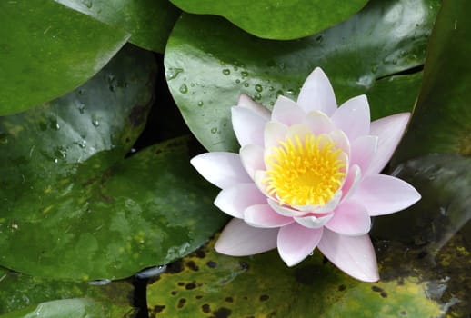 water lily on a background of leaves and water