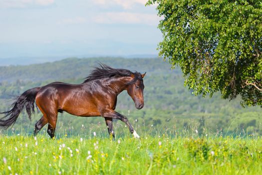 Arab racer on a green summer meadow