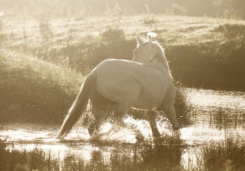 Gray Arab horse runs on water