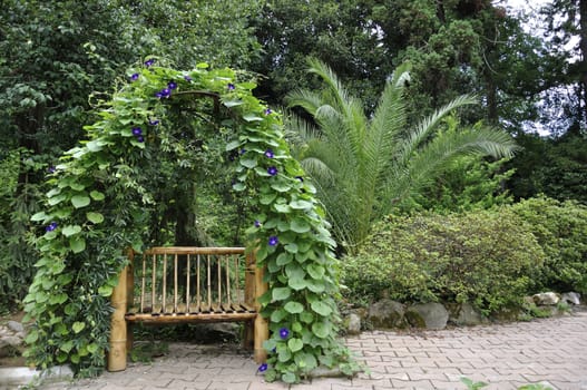 bench entwined plant