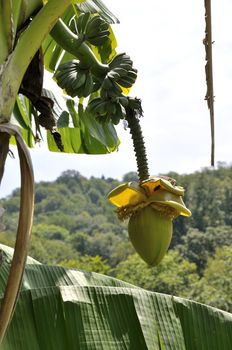 Musa Basjoo (Japanese Banana)