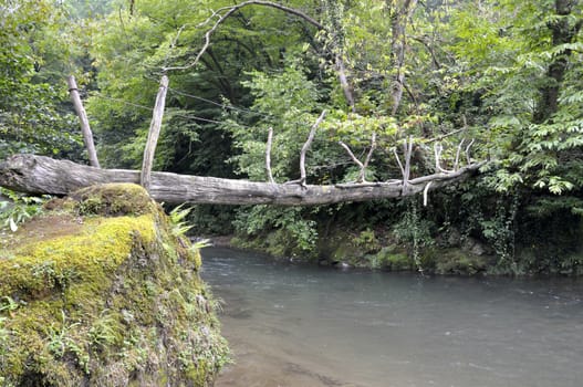 rope bridge over the river