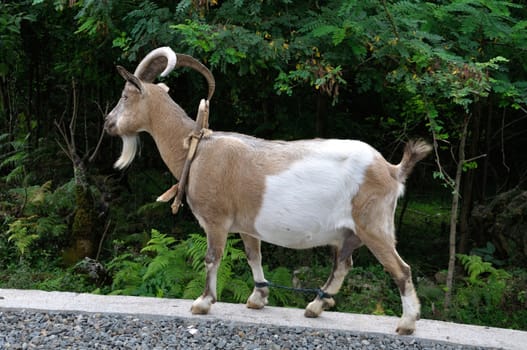 domestic goat