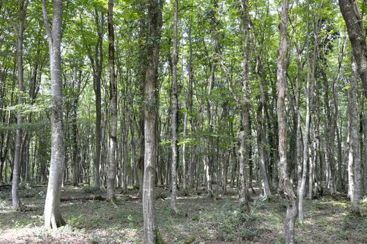 relict forest in Georgia